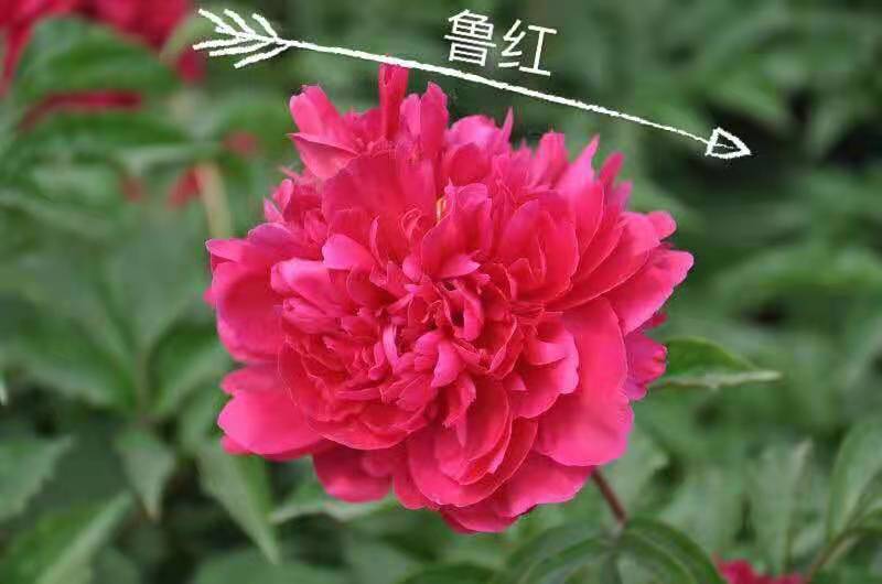 观赏芍药！千层芍药鲜切花！芽头饱满，花色鲜艳