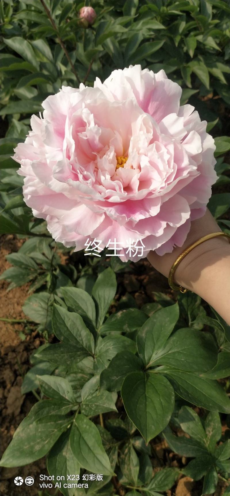观赏芍药！千层芍药鲜切花！芽头饱满，花色鲜艳