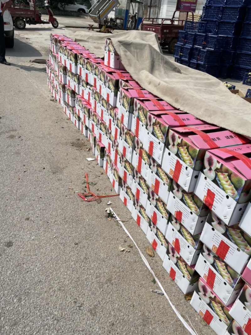 山东精品冬桃压边桃大东桃大量上市品质保证清甜香脆