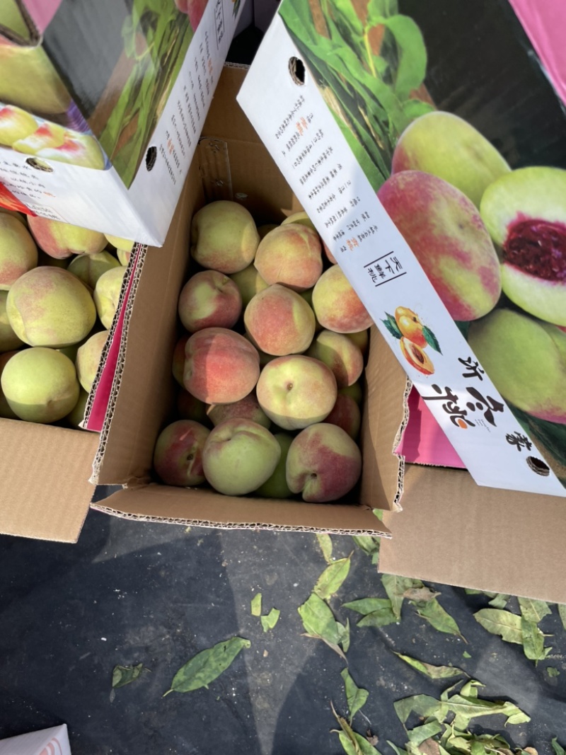 山东精品冬桃压边桃大东桃大量上市品质保证清甜香脆