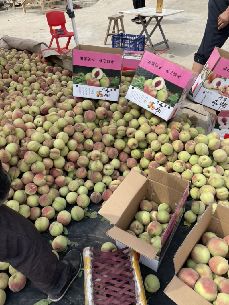山东精品冬桃压边桃大东桃大量上市品质保证清甜香脆