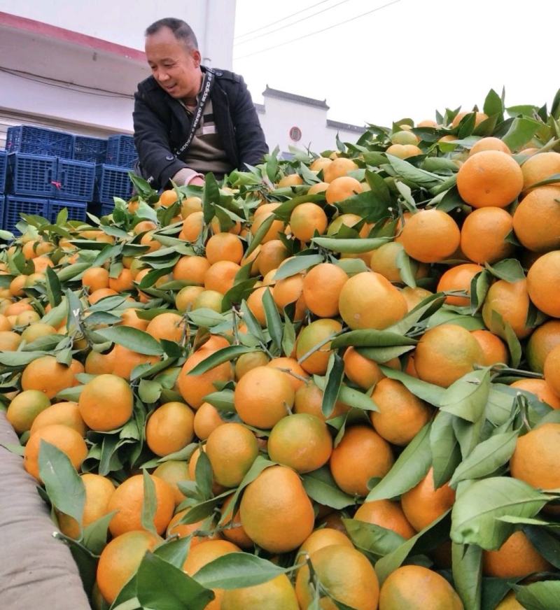 陕西城固高山密桔，口感甜入口化渣，联系我了解**报价