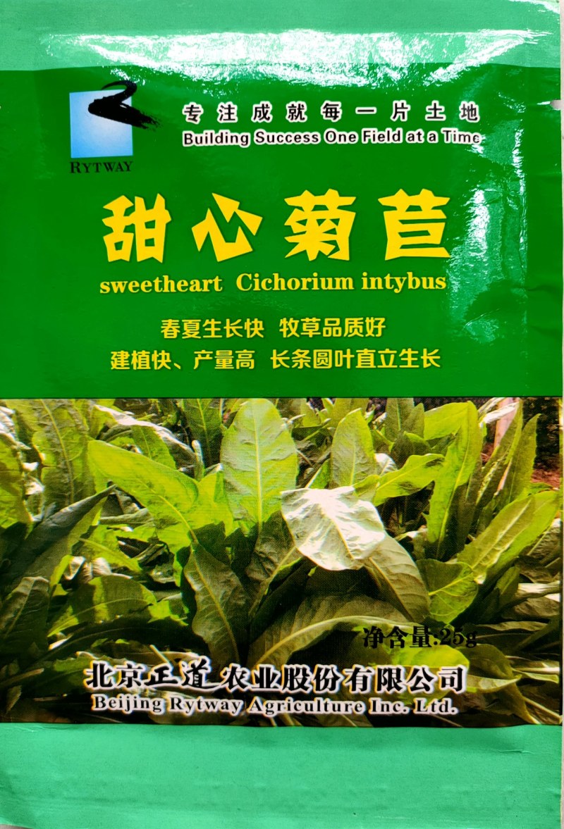 蔬菜种子牧草种子菊苣种子阳台庭院盆栽水果蔬果籽菊苣