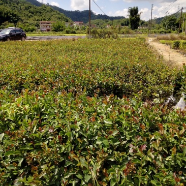 油茶，种植基地直销造林苗，精心培育、品种齐全、货源充足