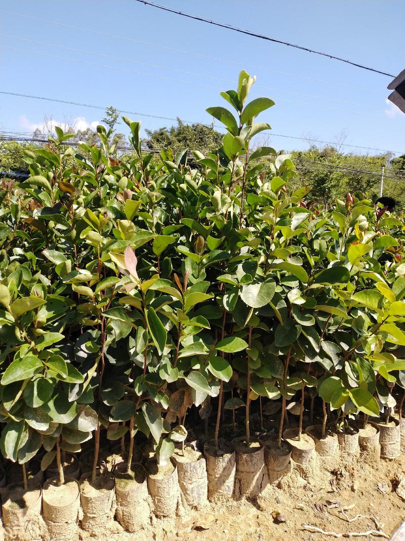 油茶，种植基地直销造林苗，精心培育、品种齐全、货源充足