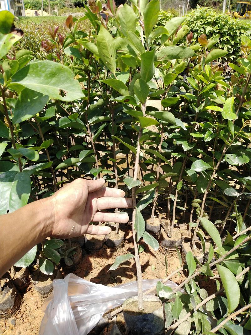油茶，种植基地直销造林苗，精心培育、品种齐全、货源充足