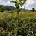 油茶，种植基地直销造林苗，精心培育、品种齐全、货源充足