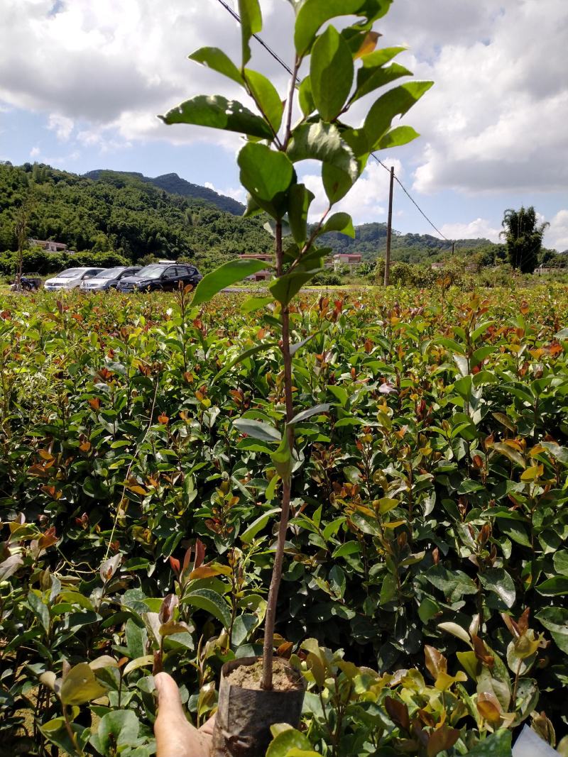 油茶，种植基地直销造林苗，精心培育、品种齐全、货源充足