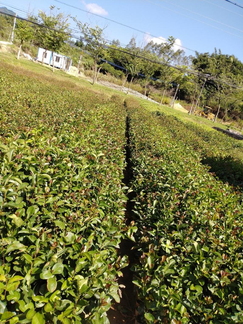 油茶，种植基地直销造林苗，精心培育、品种齐全、货源充足