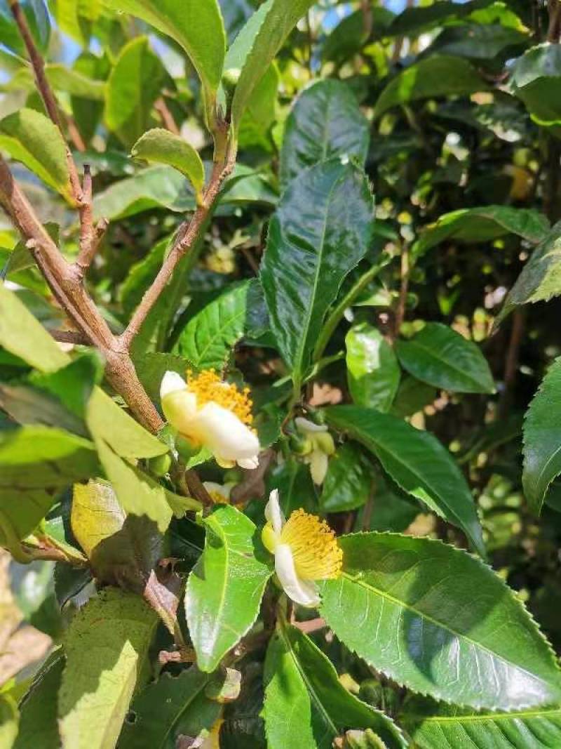 茶花