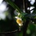 茶花