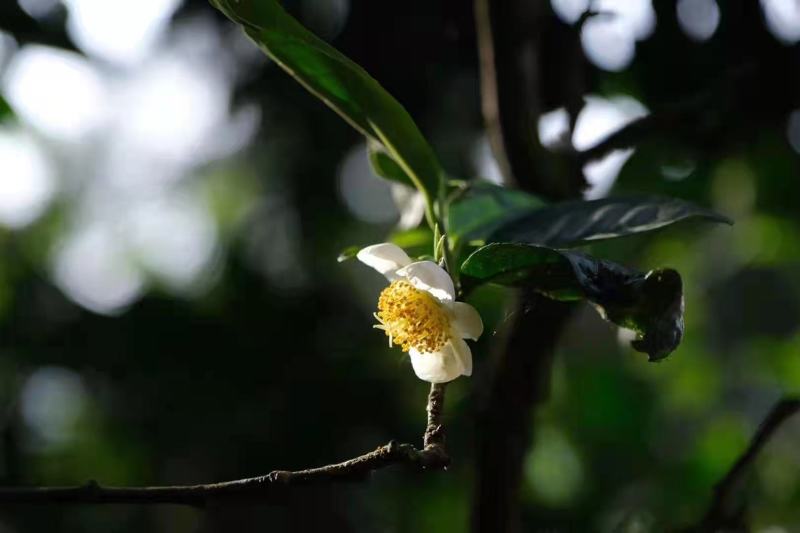 茶花