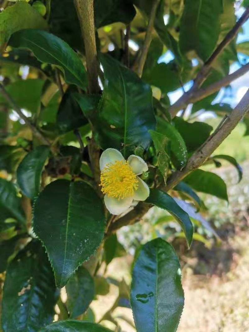 茶花