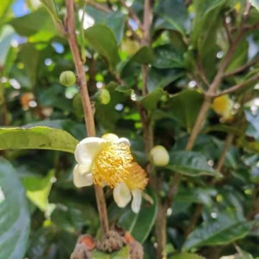 茶花