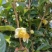 茶花
