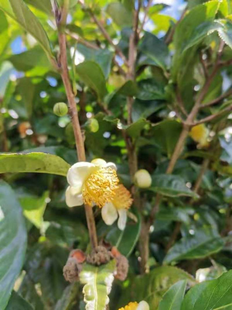 茶花