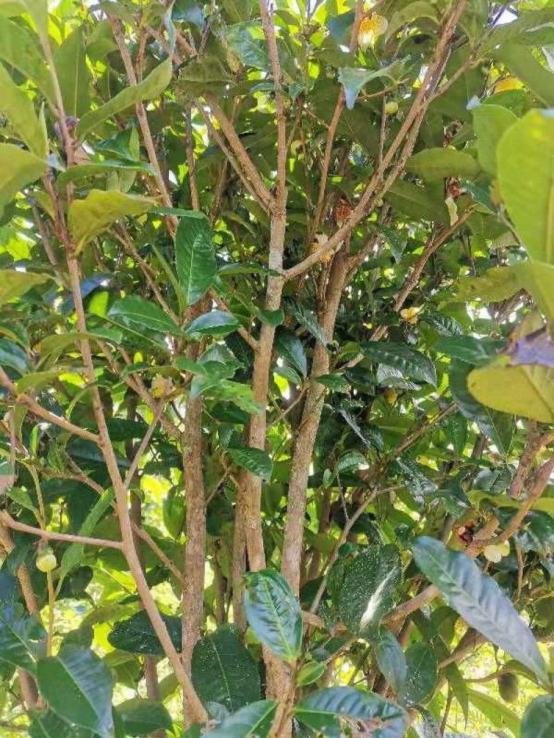 茶花