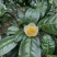 茶花