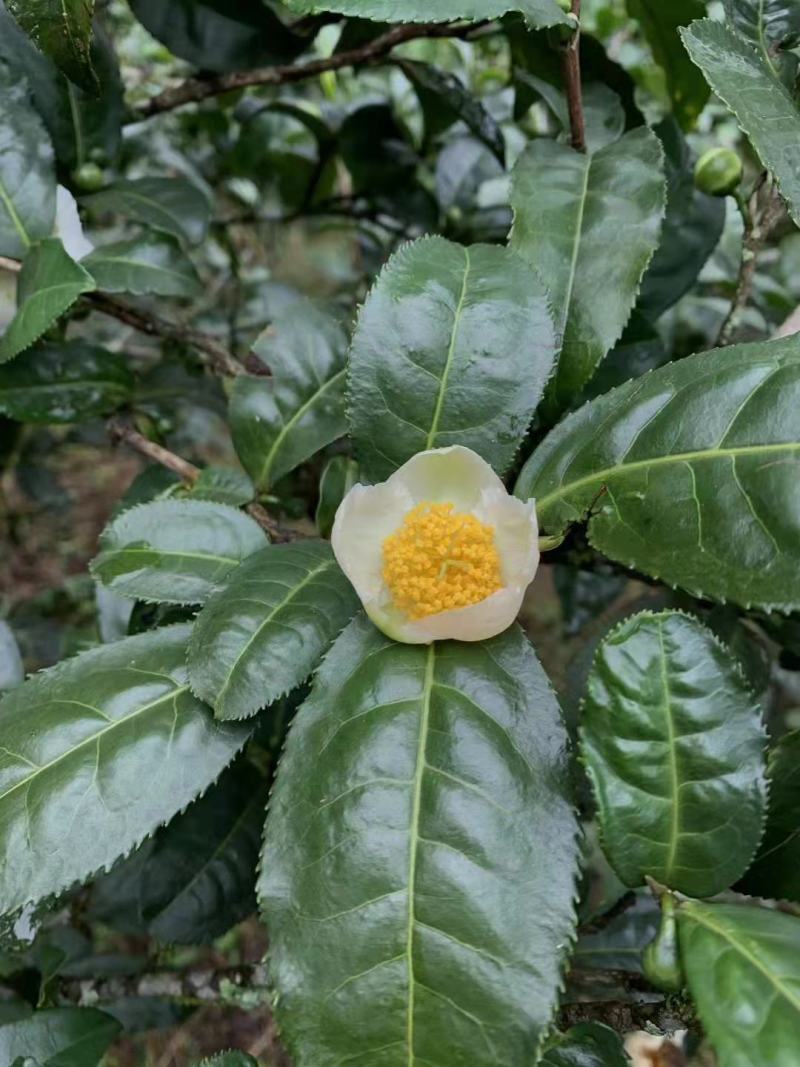 茶花