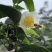 茶花