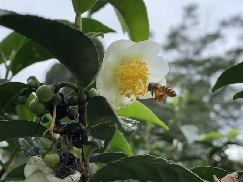 茶花