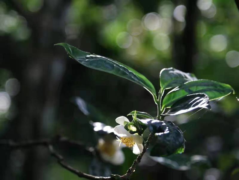 茶花