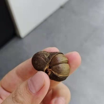 茶叶果