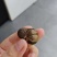 茶叶果