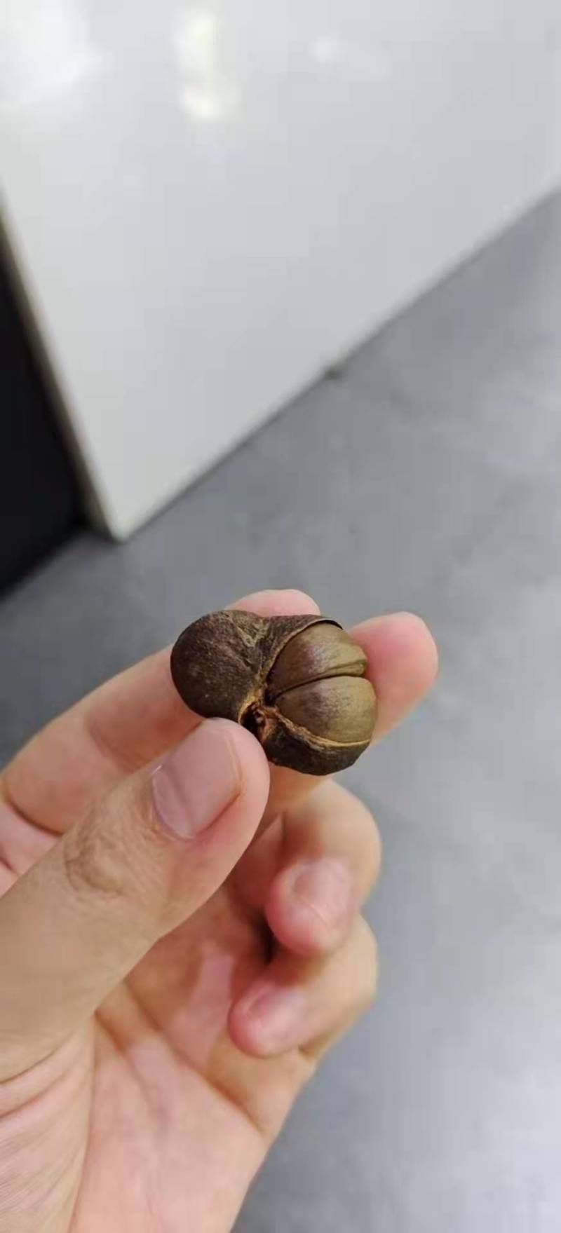 茶叶果