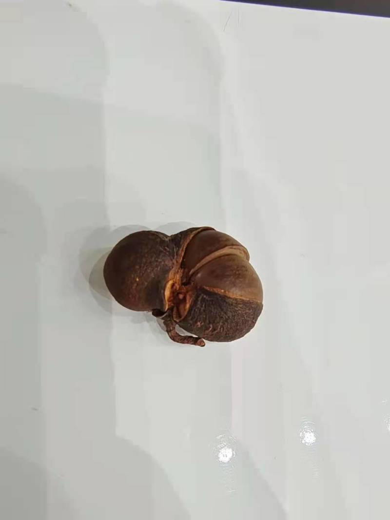 茶叶果