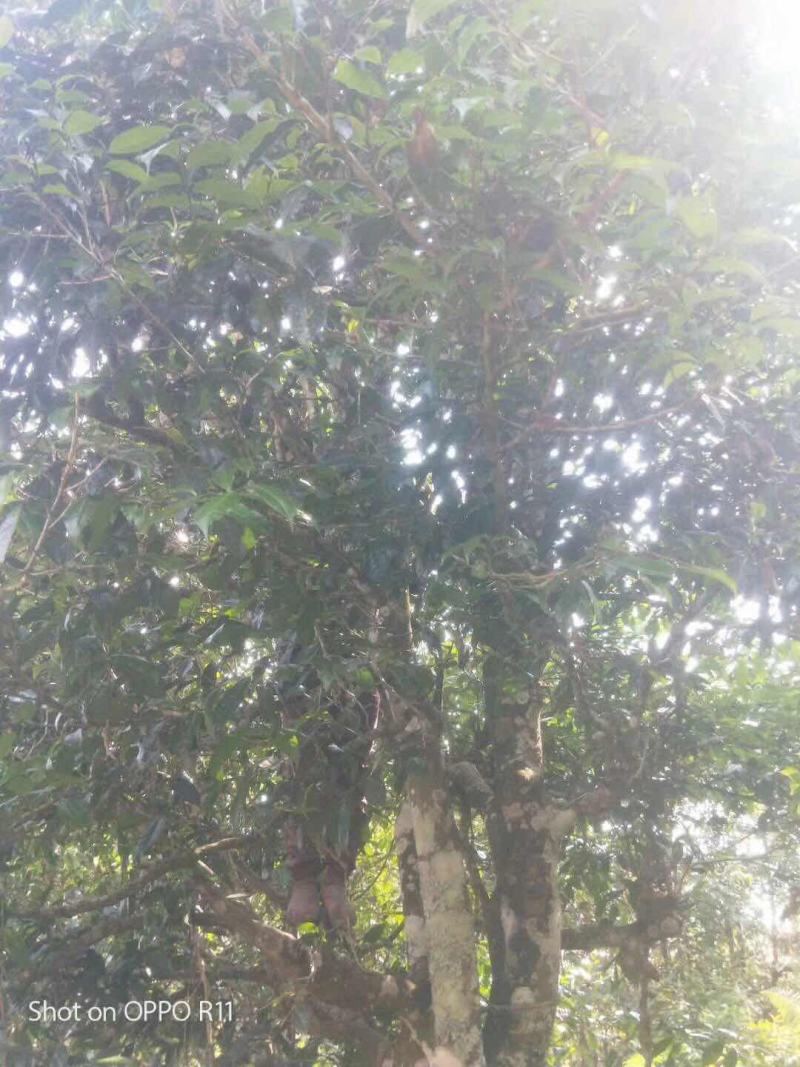 茶叶果