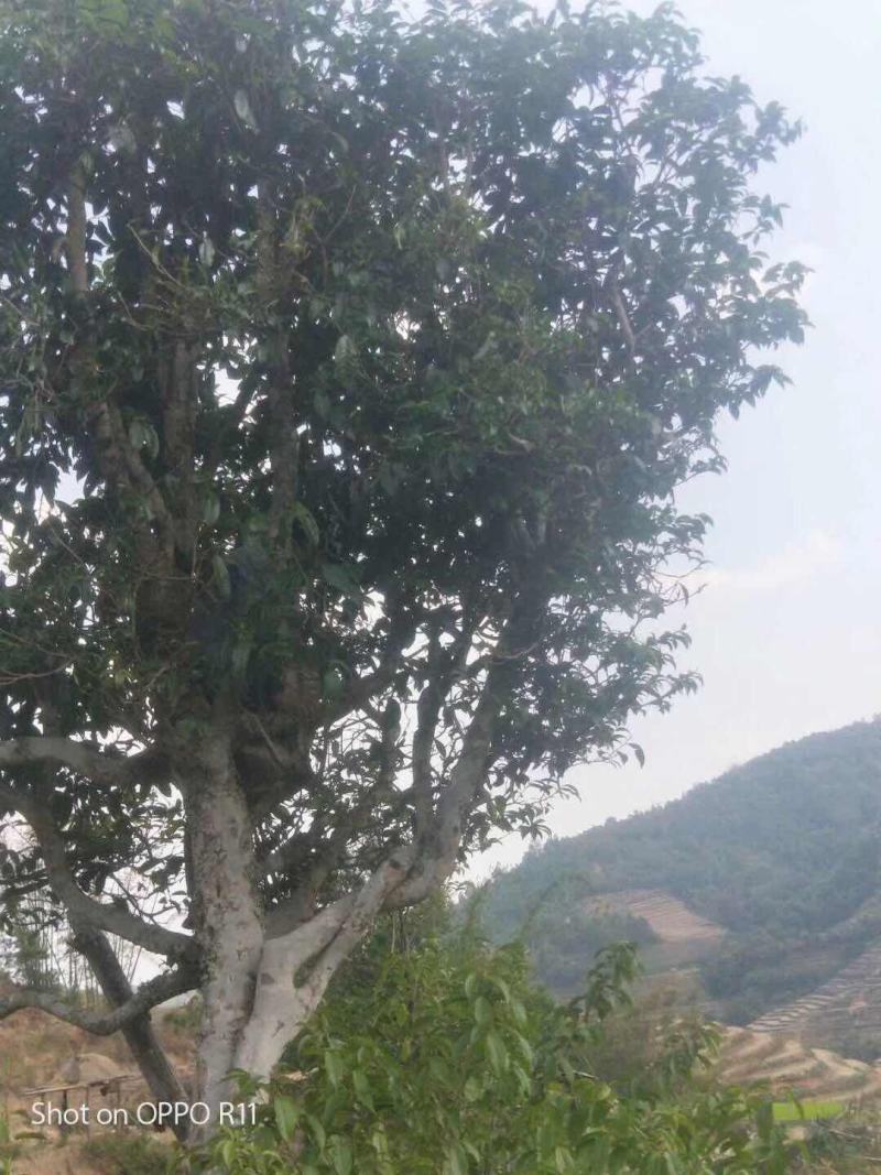 茶叶果
