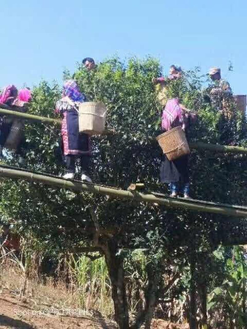 茶叶果