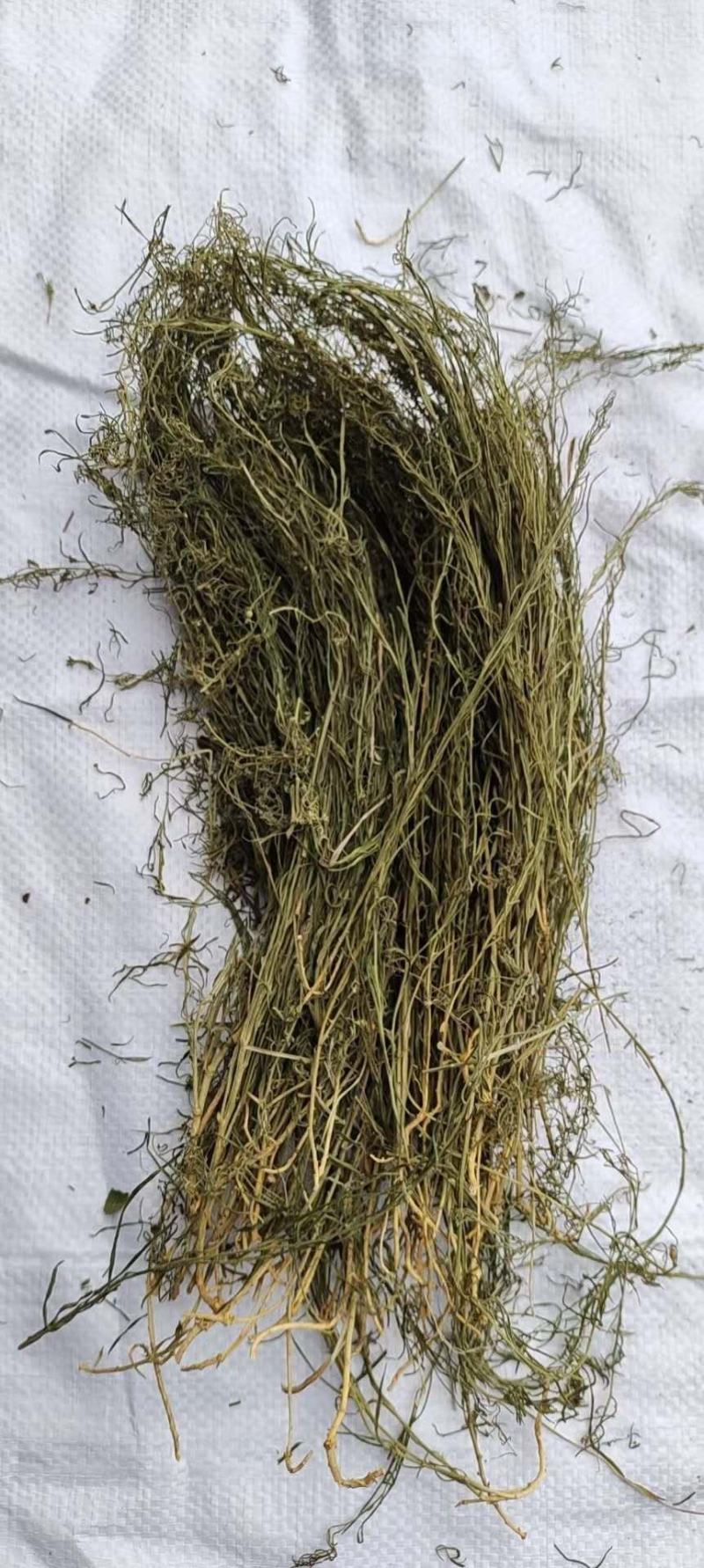 百蕊草干货中药材干净无杂质量大从优