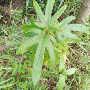 粤北乳源纯野生小叶五指毛桃根