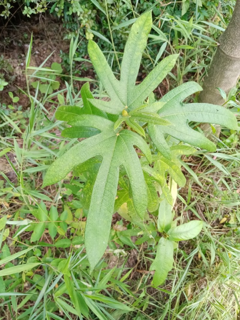 粤北乳源纯野生小叶五指毛桃根
