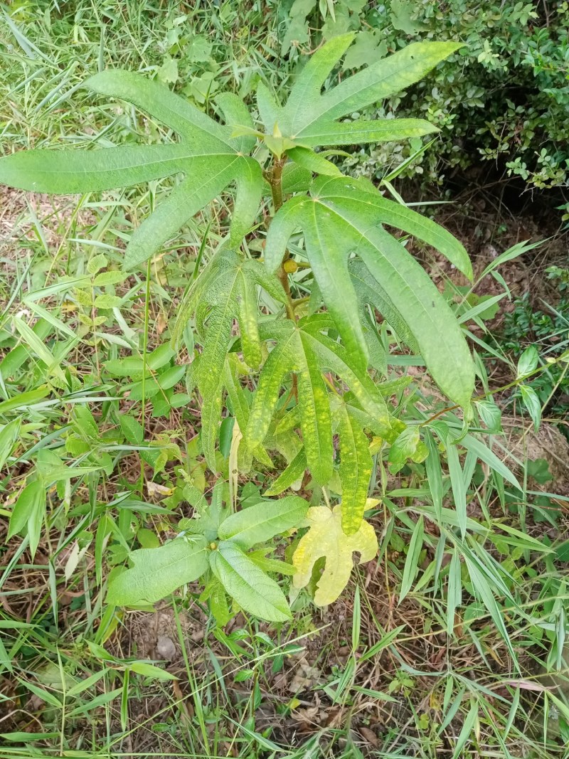 粤北乳源纯野生小叶五指毛桃根