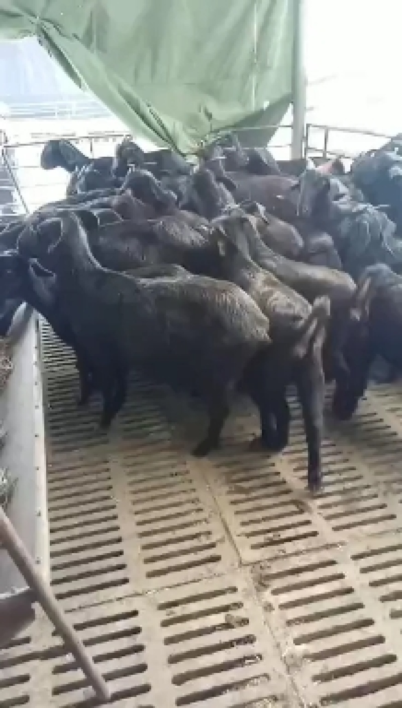 我场有三十年来丰富的养殖技术和经验，免费分享指导养殖技术