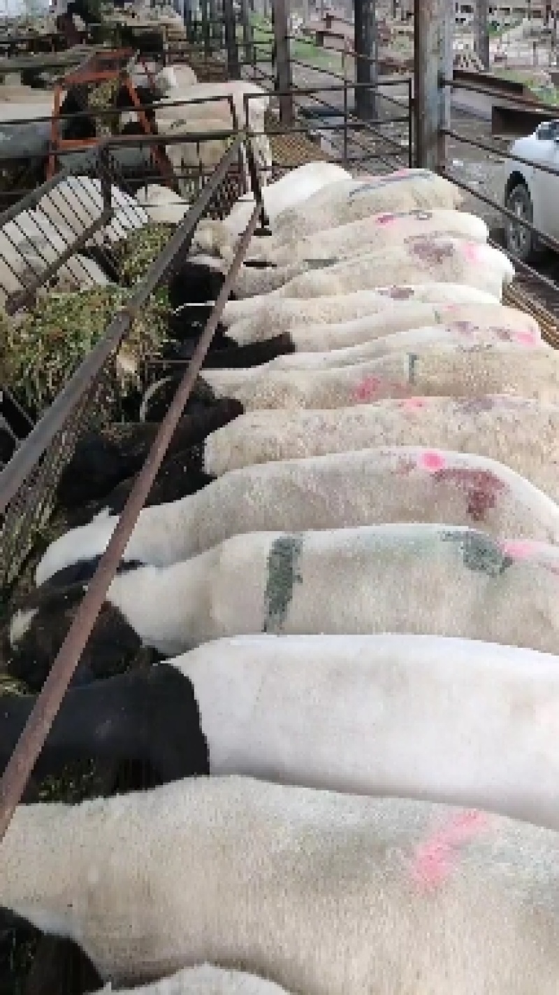 我场有三十年来丰富的养殖技术和经验，免费分享指导养殖技术