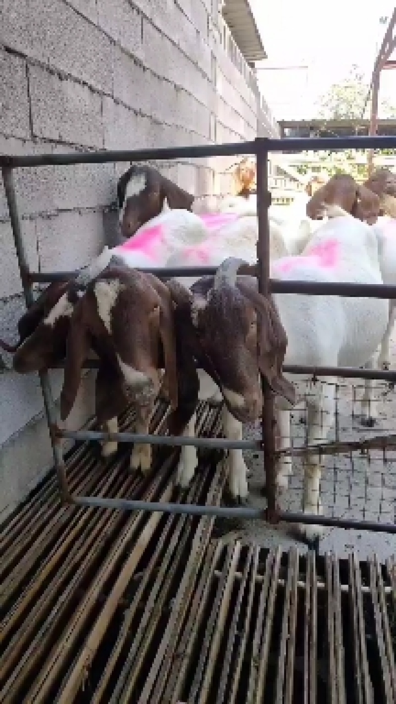 我场有三十年来丰富的养殖技术和经验，免费分享指导养殖技术