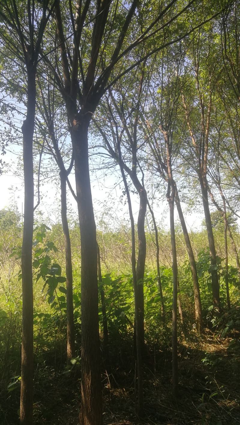 渭南市临渭区苗圃精品各种优质定植新老国槐