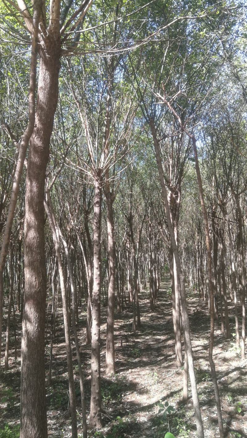渭南市临渭区苗圃精品各种优质定植新老国槐