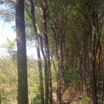 渭南市临渭区苗圃精品各种优质定植新老国槐