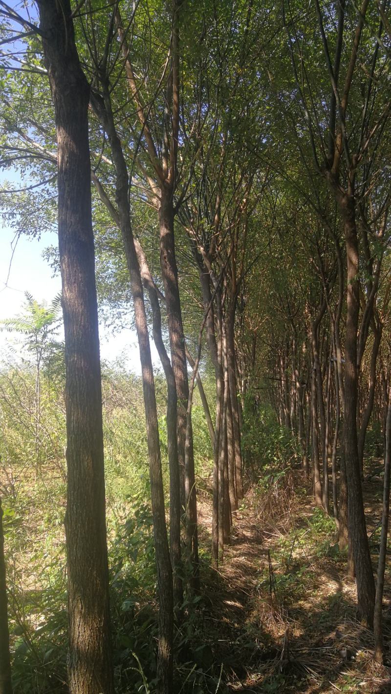 渭南市临渭区苗圃精品各种优质定植新老国槐