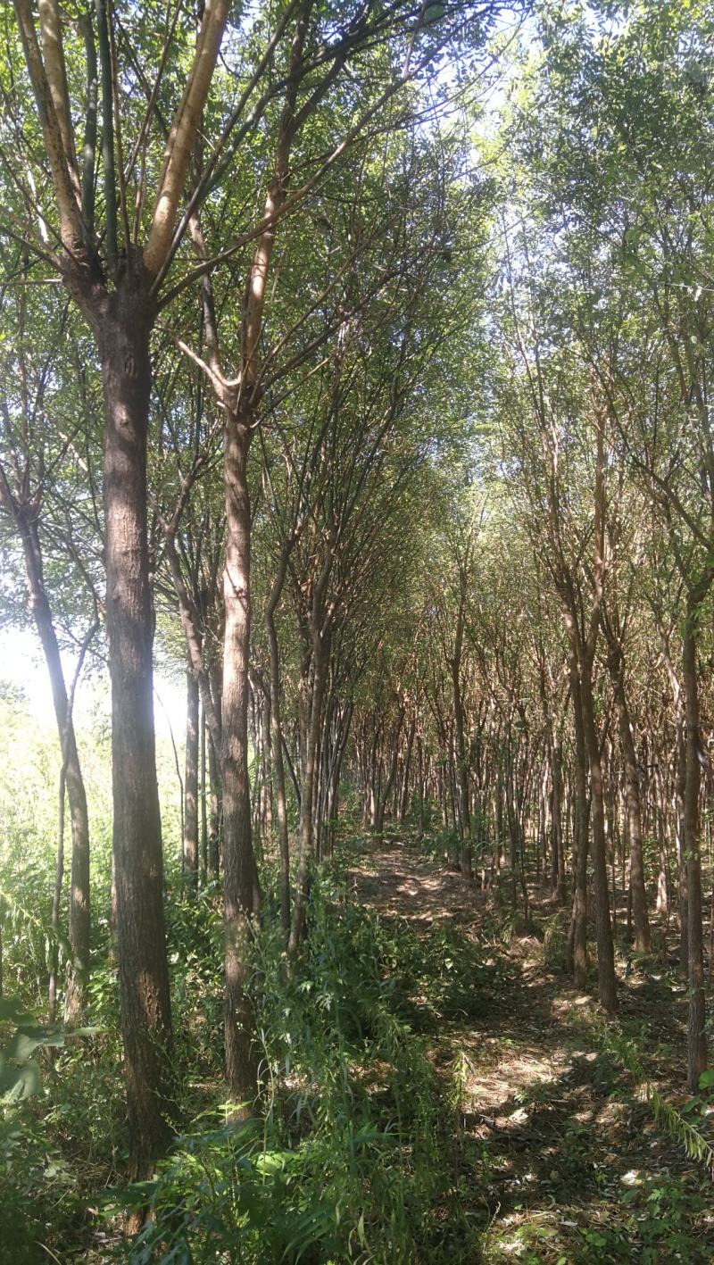 渭南市临渭区苗圃精品各种优质定植新老国槐
