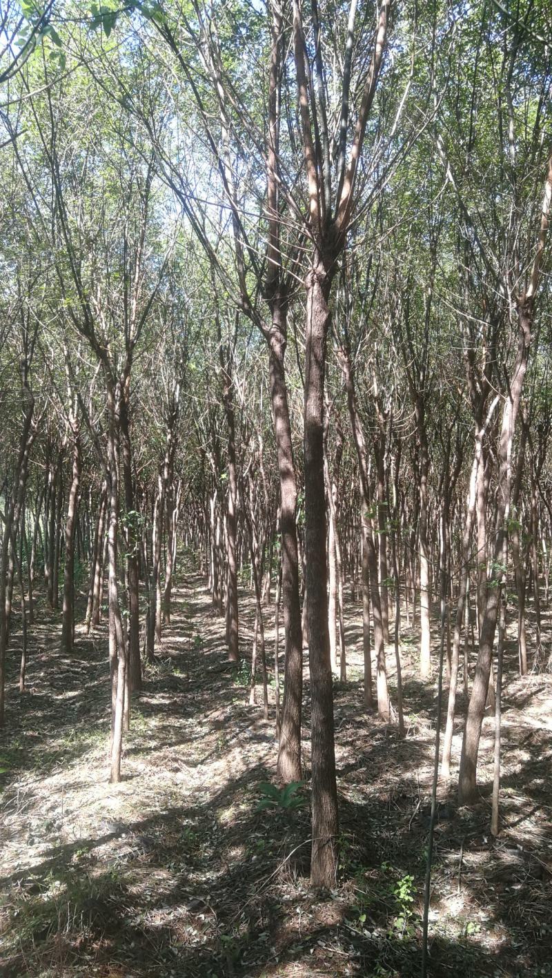 渭南市临渭区苗圃精品各种优质定植新老国槐