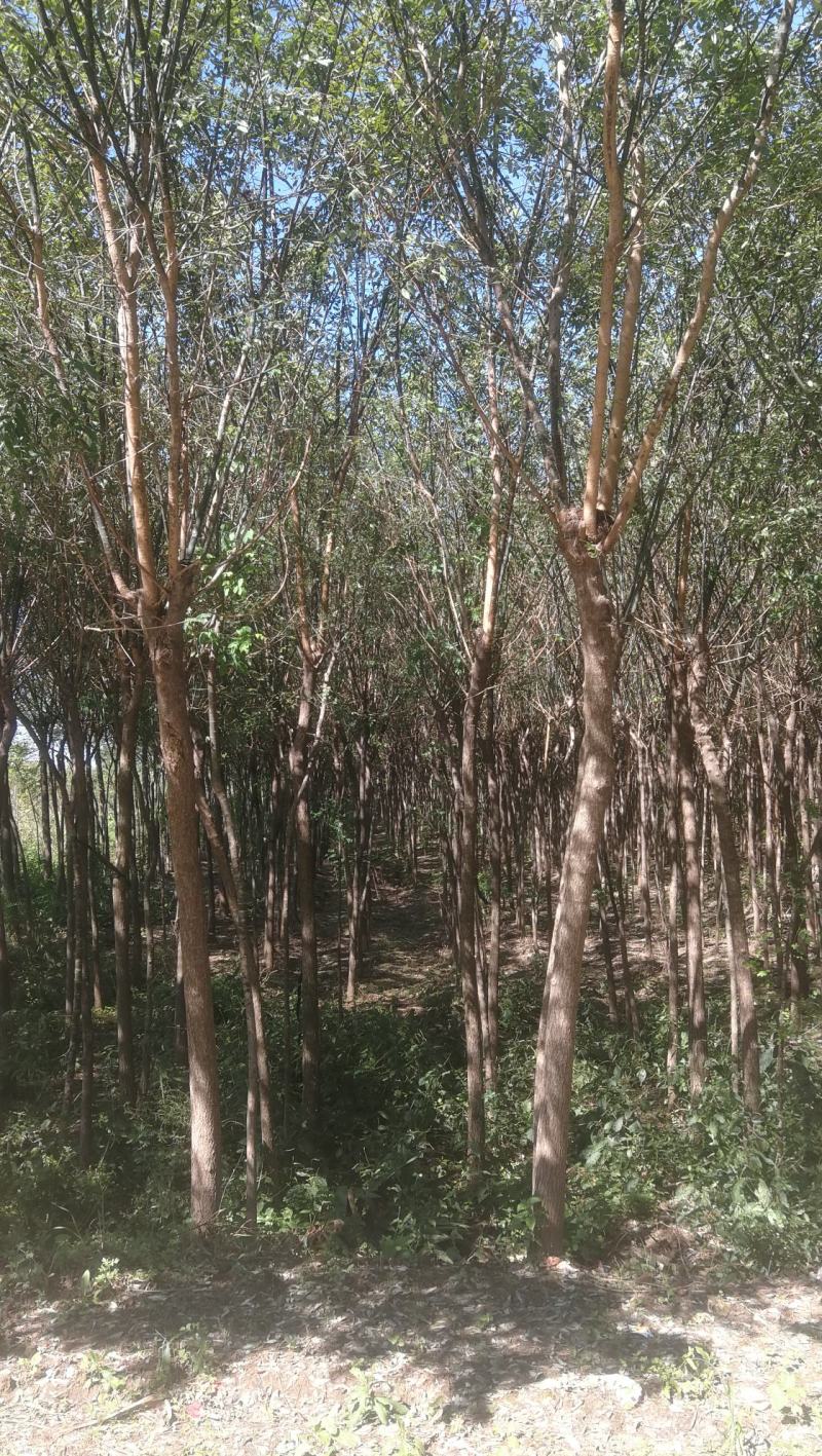 渭南市临渭区苗圃精品各种优质定植新老国槐
