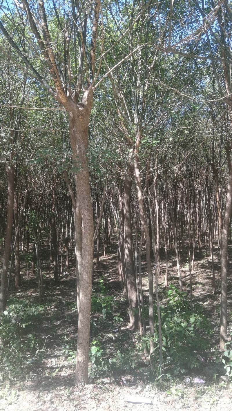 渭南市临渭区苗圃精品各种优质定植新老国槐