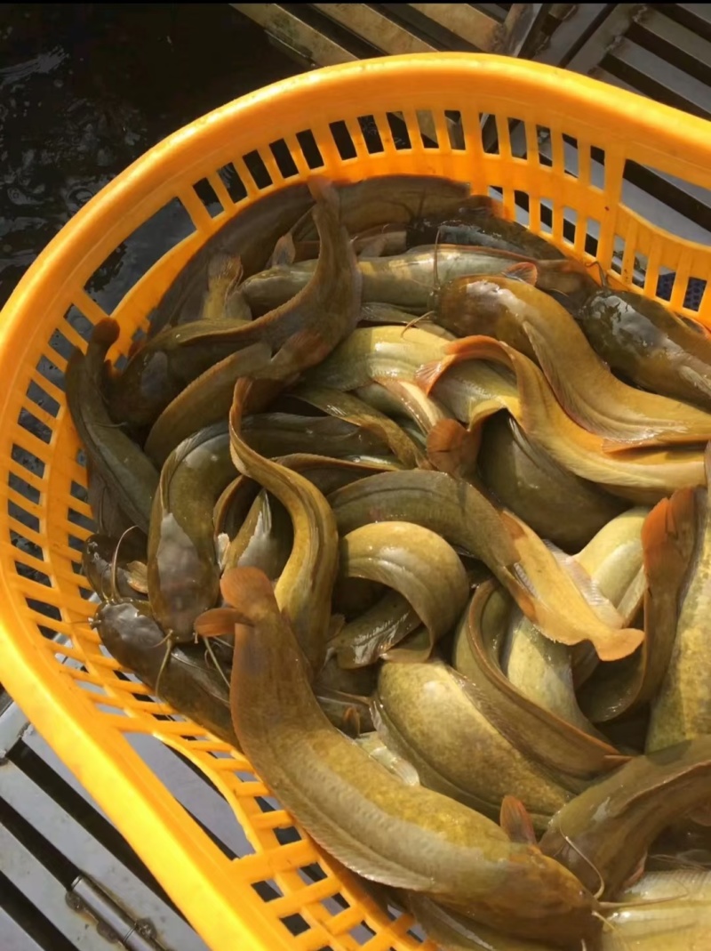大量批发塘角鱼苗…………………………………
