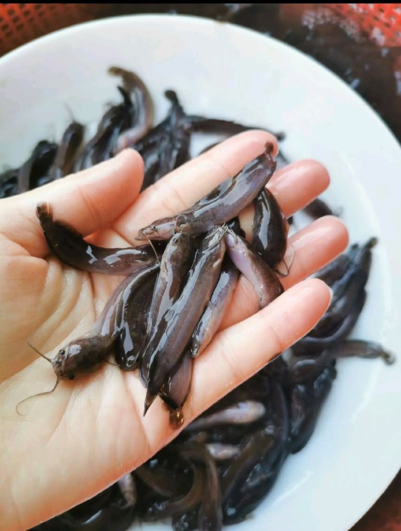 大量批发塘角鱼苗…………………………………
